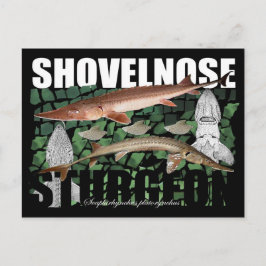 Shovelnose Sturgeon-Collage-Postcard Postkarte
