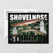 Shovelnose Sturgeon-Collage-Postcard Postkarte (Vorne/Hinten)