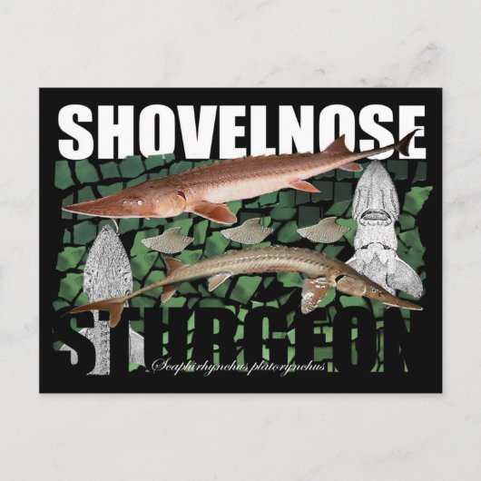 Shovelnose Sturgeon-Collage-Postcard Postkarte (Vorderseite)