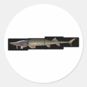 Shovelnose Sturgeon - Scaphirhynchus platorynchus Runder Aufkleber