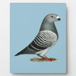 Show Racer Blue Checker Pigeon Fotoplatte