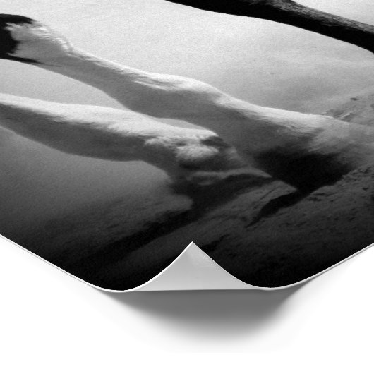 Showmanship Trot in Schwarz und Weiß Poster (Ecke)