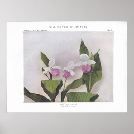 Showy Lady's Slipper - Cypripedium reginae Poster (Vorne)