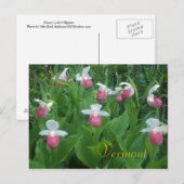 Showy Lady's Slippers Postkarte (Vorne/Hinten)