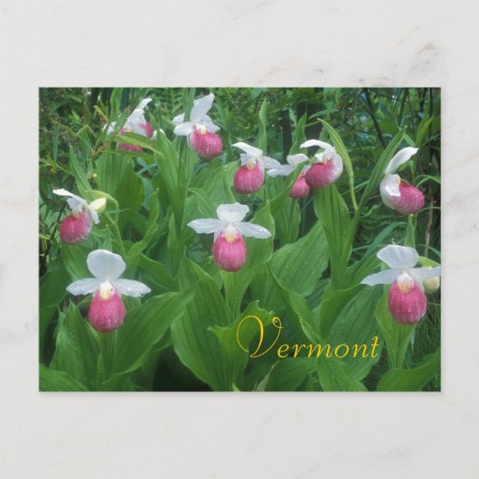 Showy Lady's Slippers Postkarte (Vorderseite)