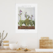Showy Orchis - Galeorchis-Spezialitäten Poster (Küche)