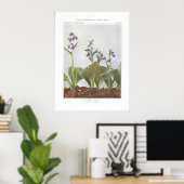Showy Orchis - Galeorchis-Spezialitäten Poster (Heimbüro)