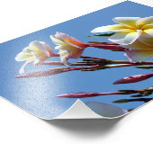 Showy Plumeria Frangipani Blooms Fotodruck (Ecke)