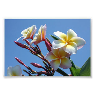 Showy Plumeria Frangipani Blooms Fotodruck