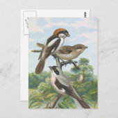 Shrikes Vintag Bird Illustration Postkarte (Vorne/Hinten)