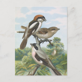 Shrikes Vintag Bird Illustration Postkarte