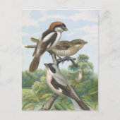 Shrikes Vintag Bird Illustration Postkarte (Vorderseite)