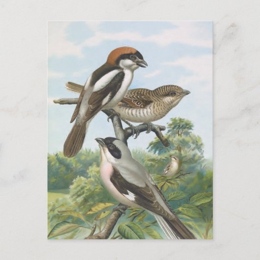 Shrikes Vintag Bird Illustration Postkarte (Vorderseite)