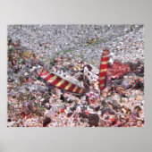 Shrimp Goby Duo Poster (Vorne)