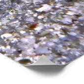 Shrimp Goby-Maldives Poster (Ecke)