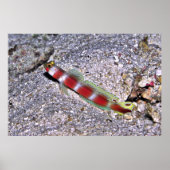 Shrimp Goby-Maldives Poster (Vorne)