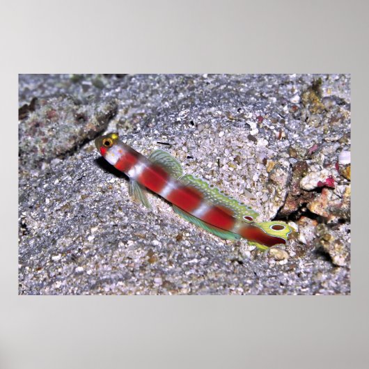 Shrimp Goby-Maldives Poster (Vorne)