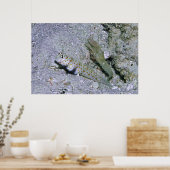 Shrimp Goby und Partner Poster (Küche)