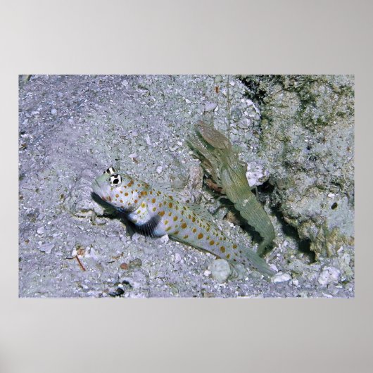 Shrimp Goby und Partner Poster (Vorne)