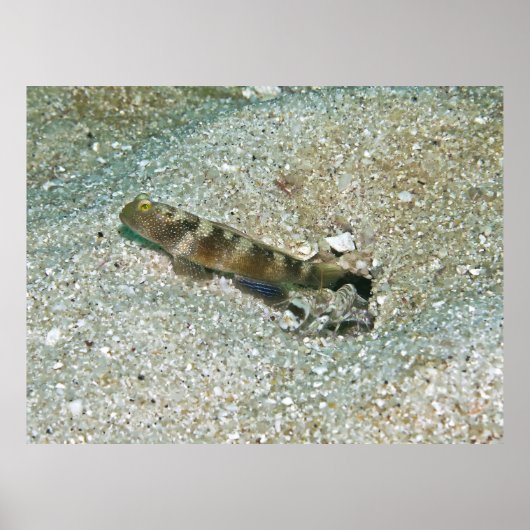 Shrimp Goby und Shrimp Poster (Vorne)