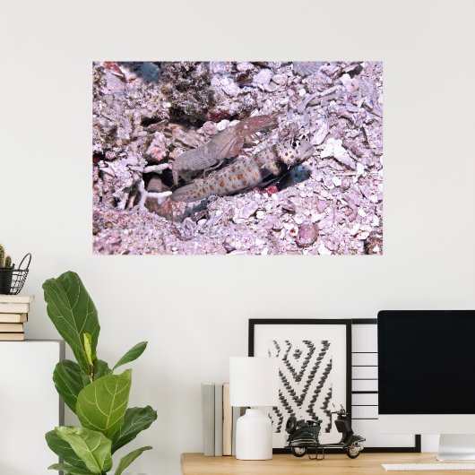 Shrimp Goby und Shrimp Poster (Heimbüro)
