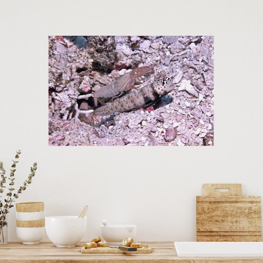 Shrimp Goby und Shrimp Poster (Küche)