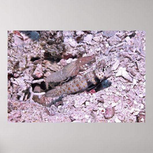 Shrimp Goby und Shrimp Poster (Vorne)