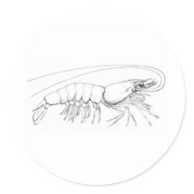 Shrimp-Logo