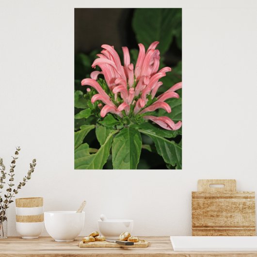 Shrimp Pflanze Nature Poster (Küche)