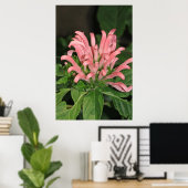 Shrimp Pflanze Nature Poster (Heimbüro)