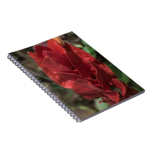 Shrimp-Pflanze oder Towervermilion Notizblock (Rechte Seite)