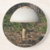 Shroom 0659 Untersetzer (Vorne)