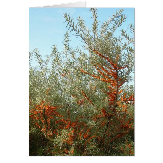 Shrub mit Orange Berries (Vorne)