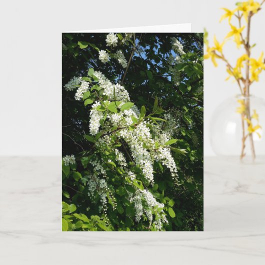 Shrub mit weißen Blume Karte (Gelbe Blume)