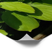 Shrub mit weißen Blume Poster (Ecke)