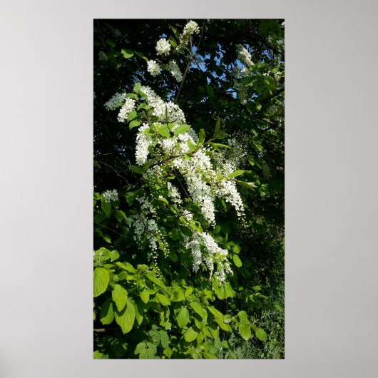 Shrub mit weißen Blume Poster (Vorne)