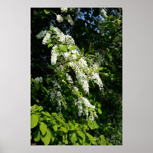 Shrub mit weißen Blume Poster (Vorne)
