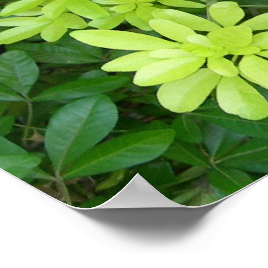 Shrubbery Poster (Ecke)