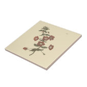 Shrubby Pimpernel Botanische Illustration Fliese (Seite)