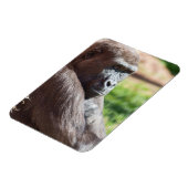 Shufai der Gorilla Basking in der Sonne Magnet (Linke Seite)