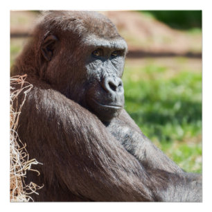 Shufai der Gorilla Basking in der Sonne Poster