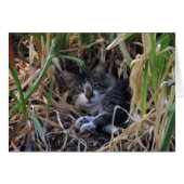 Shy Boy Cat Blank Card (Vorderseite (Horizontal))