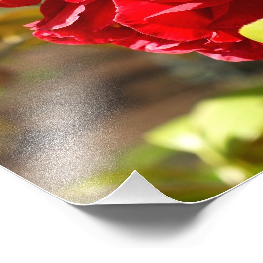 Shy Camelia Fotodruck (Ecke)