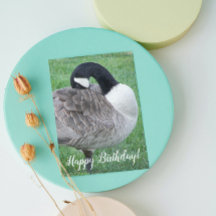 Shy Canada Goose Foto Birthday