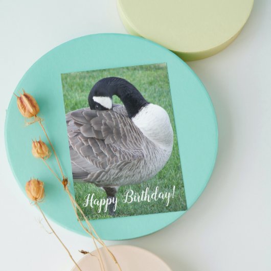 Shy Canada Goose Foto Birthday Karte