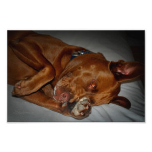 Shy Chocolate Labrador Pit Mix Dog Fotodruck