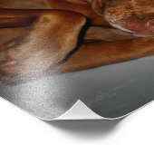 Shy Chocolate Labrador Pit Mix Dog Fotodruck (Ecke)