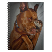 Shy Chocolate Labrador Pit Mix Dog Notizblock (Vorderseite)