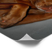 Shy Chocolate Labrador Pit Mix Dog Poster (Ecke)