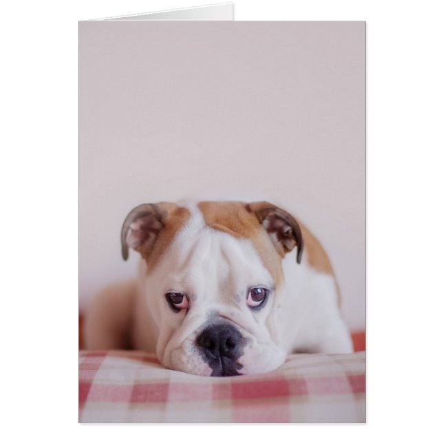 Shy English Bulldog Puppy (Vorne)